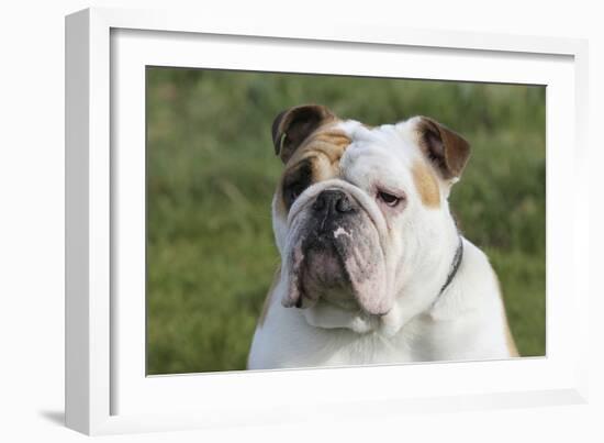 French Bulldog 26-Bob Langrish-Framed Photographic Print