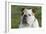 French Bulldog 26-Bob Langrish-Framed Photographic Print