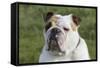 French Bulldog 26-Bob Langrish-Framed Stretched Canvas