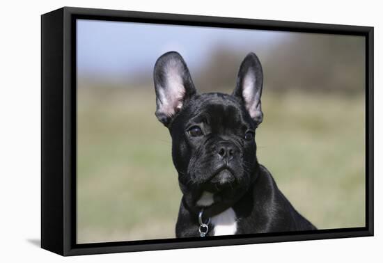 French Bulldog 34-Bob Langrish-Framed Stretched Canvas