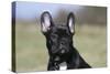 French Bulldog 34-Bob Langrish-Stretched Canvas