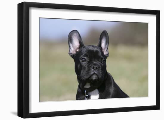 French Bulldog 34-Bob Langrish-Framed Photographic Print