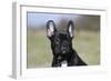 French Bulldog 34-Bob Langrish-Framed Photographic Print