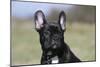 French Bulldog 34-Bob Langrish-Mounted Photographic Print