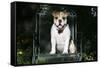 French Bulldog 43-Bob Langrish-Framed Stretched Canvas