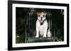 French Bulldog 43-Bob Langrish-Framed Photographic Print