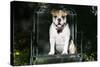 French Bulldog 43-Bob Langrish-Stretched Canvas
