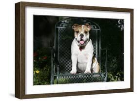 French Bulldog 43-Bob Langrish-Framed Photographic Print