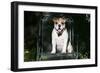 French Bulldog 43-Bob Langrish-Framed Photographic Print