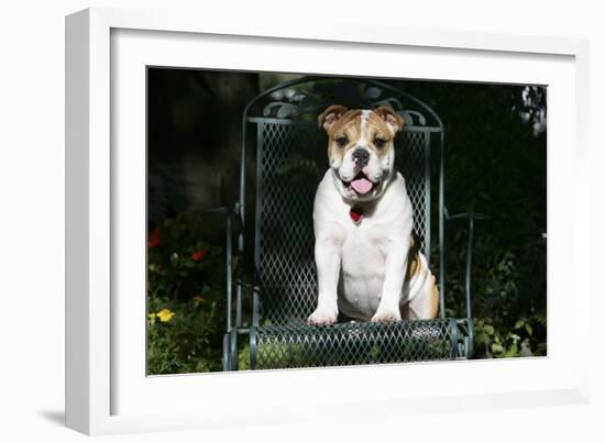 French Bulldog 43-Bob Langrish-Framed Photographic Print