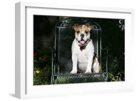 French Bulldog 43-Bob Langrish-Framed Photographic Print