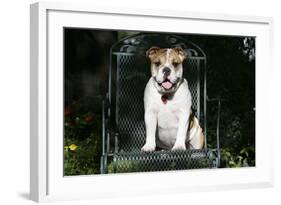 French Bulldog 43-Bob Langrish-Framed Photographic Print