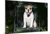 French Bulldog 43-Bob Langrish-Mounted Photographic Print