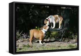 French Bulldog 47-Bob Langrish-Framed Stretched Canvas