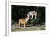 French Bulldog 47-Bob Langrish-Framed Photographic Print