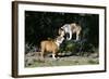 French Bulldog 47-Bob Langrish-Framed Photographic Print