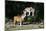 French Bulldog 47-Bob Langrish-Mounted Photographic Print