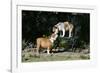 French Bulldog 47-Bob Langrish-Framed Photographic Print