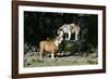 French Bulldog 47-Bob Langrish-Framed Photographic Print