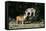 French Bulldog 47-Bob Langrish-Framed Stretched Canvas