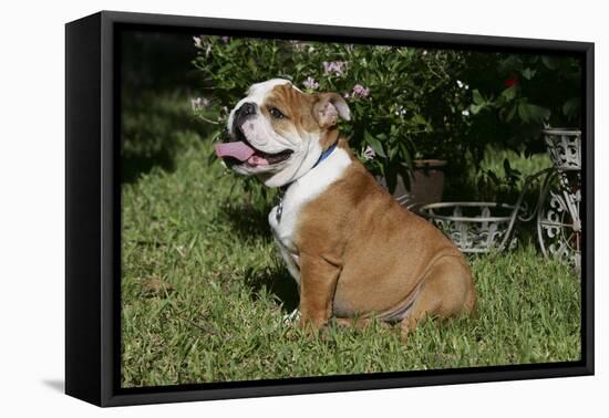 French Bulldog 53-Bob Langrish-Framed Stretched Canvas