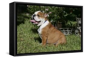 French Bulldog 53-Bob Langrish-Framed Stretched Canvas