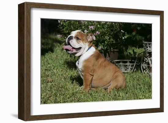 French Bulldog 53-Bob Langrish-Framed Photographic Print