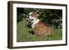 French Bulldog 53-Bob Langrish-Framed Photographic Print