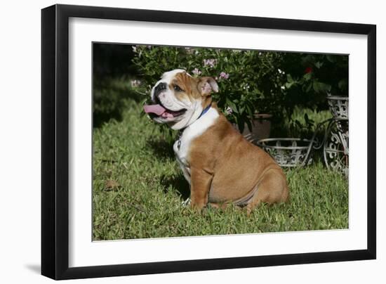 French Bulldog 53-Bob Langrish-Framed Photographic Print