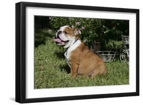 French Bulldog 53-Bob Langrish-Framed Photographic Print