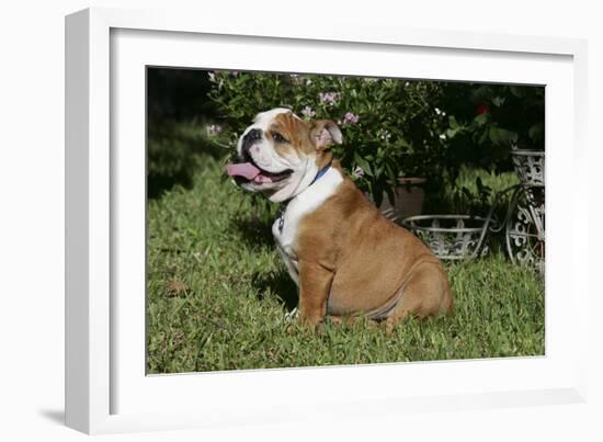 French Bulldog 53-Bob Langrish-Framed Photographic Print