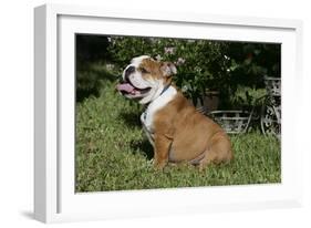 French Bulldog 53-Bob Langrish-Framed Photographic Print