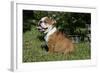 French Bulldog 53-Bob Langrish-Framed Photographic Print