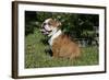 French Bulldog 53-Bob Langrish-Framed Photographic Print