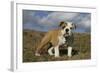 French Bulldog 59-Bob Langrish-Framed Photographic Print