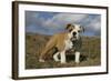 French Bulldog 59-Bob Langrish-Framed Photographic Print