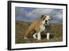 French Bulldog 59-Bob Langrish-Framed Photographic Print