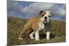 French Bulldog 59-Bob Langrish-Mounted Photographic Print