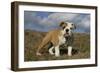 French Bulldog 59-Bob Langrish-Framed Photographic Print