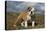 French Bulldog 59-Bob Langrish-Stretched Canvas