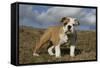 French Bulldog 59-Bob Langrish-Framed Stretched Canvas