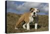 French Bulldog 59-Bob Langrish-Stretched Canvas