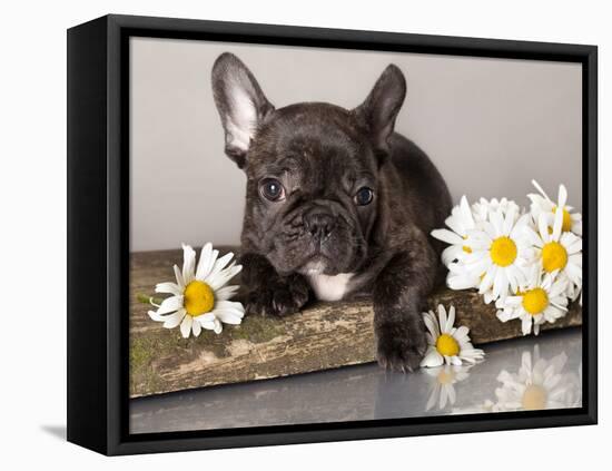 French Bulldog and Chamomile-Lilun-Framed Stretched Canvas