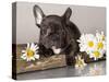 French Bulldog and Chamomile-Lilun-Stretched Canvas