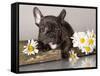 French Bulldog and Chamomile-Lilun-Framed Stretched Canvas