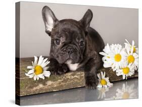 French Bulldog and Chamomile-Lilun-Stretched Canvas