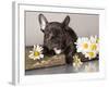 French Bulldog and Chamomile-Lilun-Framed Photographic Print