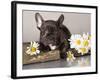 French Bulldog and Chamomile-Lilun-Framed Photographic Print