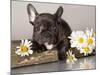 French Bulldog and Chamomile-Lilun-Mounted Photographic Print