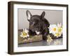 French Bulldog and Chamomile-Lilun-Framed Photographic Print